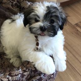 Havanese Puppies from Selah Havanese
