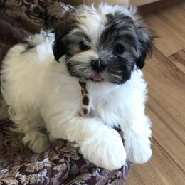 Havanese Puppies from Selah Havanese