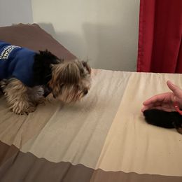 Yorkshire Terrier Puppies from Buddha Babies Yorkshire Terriers