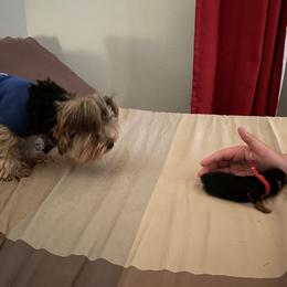 Yorkshire Terrier Puppies from Buddha Babies Yorkshire Terriers