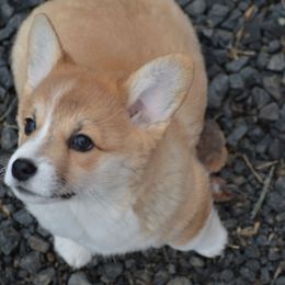 Kite - Sable male Pembroke Welsh Corgi puppy in Clayton, Washington from Smiling J Ranch Corgis