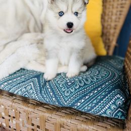 Brando - Silver and white male Pomsky puppy in Yavapai County, Arizona from Pawsh Pomskies