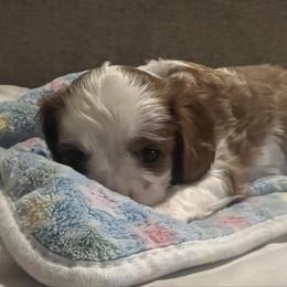 Leo - Blenheim male Cavalier King Charles Spaniel puppy in Pennsylvania from Julie's Cavalier King Charles Spaniels