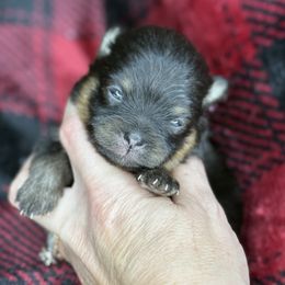 Sabrina - Black and tan female Pomeranian puppy in Kilgore, Texas from 5 Star Poms