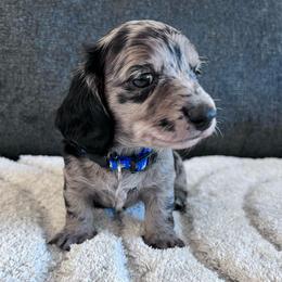 Arrow - Dapple male Dachshund puppy in Ocala, Florida from Weenie Boops
