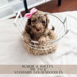 Cherry Pie - Merle female Goldendoodle puppy in Soddy Daisy, Tennessee from The W Doods