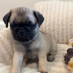 Male 3 - Fawn male Pug puppy in Athens, Alabama from Tina’s Pugs