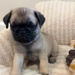 Male 3 - Fawn male Pug puppy in Athens, Alabama from Tina’s Pugs
