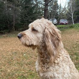 Poppy - Goldendoodle