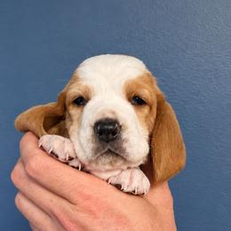 Lucy - Lemon and white female Basset Hound puppy in Bellaire, Ohio from Blessed Bassets
