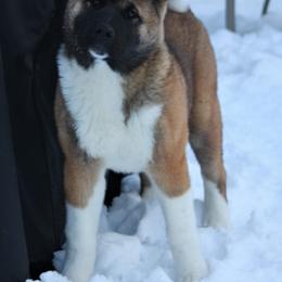 Akita Puppies from Gallant Akitas
