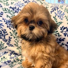 Mason - Red male Shih Tzu puppy in Hemet, California from Aloha Shih Tzu