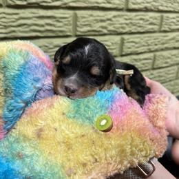 Kiwi - Tri-color male Bernedoodle puppy in Carmichaels, Pennsylvania from JensenBelle Doodles