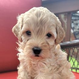 Cavapoos and Poodles from Cavapoo And Poodle Adore
