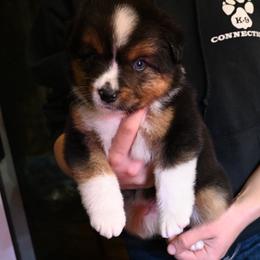 Deets - Black tri male Miniature American Shepherd puppy in Valley Springs, California from Raindance Ranch