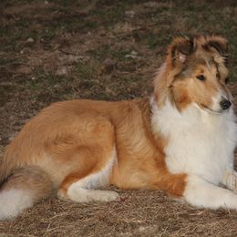 Collie All Grown Up from Wellsmere Collies