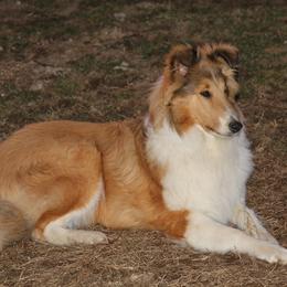 Collie All Grown Up from Wellsmere Collies