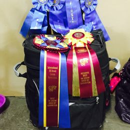 Australian Shepherd Puppies from Great Spirit Aussies