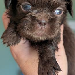 Chesney - Chocolate male Shih Tzu puppy in Claxton, Georgia from Small Pawz Shih tzu