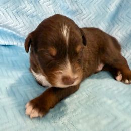 Will - Red tri-color male Australian Shepherd puppy in Blomkest, Minnesota from Meljestic Farms