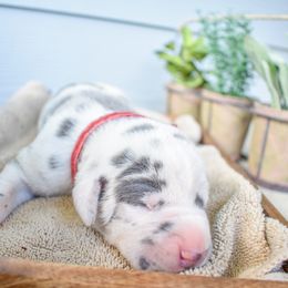 Schnitzel - Blue and white Great Dane puppy in Fort Worth, Texas from Cowtown Danes