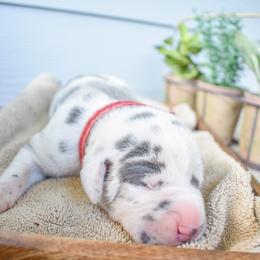 Schnitzel - Blue and white Great Dane puppy in Fort Worth, Texas from Cowtown Danes