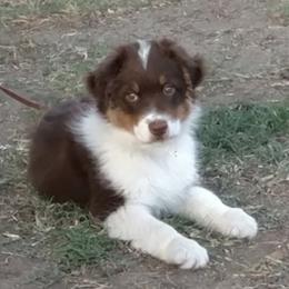 Australian Shepherds from Up N Comin Aussies