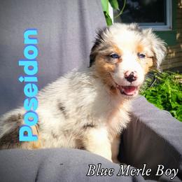 Poseidon - Australian Shepherd puppy in Abilene, Texas from S&K Aussies N' Rotties