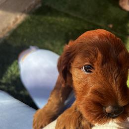 Goldendoodle Puppies from Lundee Doodles