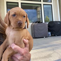 Pink Girl - Golden rust Vizsla puppy in Bluffdale, Utah from Valor Vizsla's