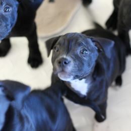 Staffordshire Bull Terrier Puppies from Ol'Wood Stafford's