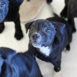 Staffordshire Bull Terrier Puppies from Ol'Wood Stafford's
