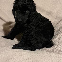 Girl 2 - Black female Poodle puppy in Walpole, Massachusetts from Harborstone Poodles and Terriers