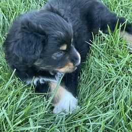 Companion Crosses, Miniature Australian Shepherds, and Toy Australian Shepherds from Brickell Farms