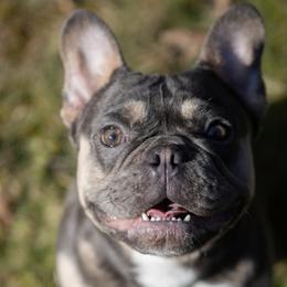 Brooks - French Bulldog