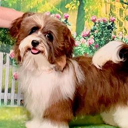 Gospel - Havanese