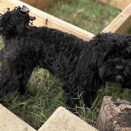 Ethyl - Cavapoo