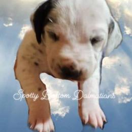 Dalmatian Puppies from Spotty Bottom Dalmatians