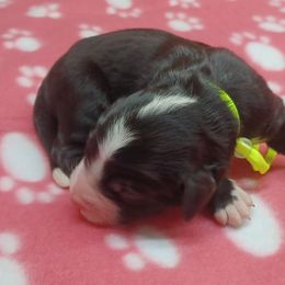 Nellie Neon - Tri-color female Bernedoodle puppy in Delphos, Ohio from Route 66 Poodles & Doodles, Sapphire Shih-tzu's of Ohio