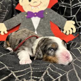 Count - Blue merle male Bernedoodle puppy in Lone Jack, Missouri from Elite Bernedoodle Besties LLC