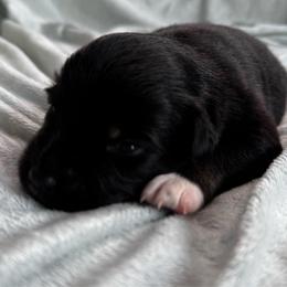 Java - Black tri female Miniature Australian Shepherd puppy in Mount Carmel, Tennessee from Hill Top Mini Aussies