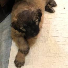Fortune Fawn Girl 1 - Fawn female Pyrenean Shepherd puppy in Ripley, Ohio from La Rive Pyr Sheps LLC