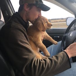 "Driving home with Heidi 8weeks" Golden Retriever Puppies from Golden Acres LLC