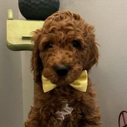 Boy 2 - Red  Poodle puppy in Columbus, Ohio from VanPoodles