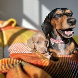 Dachshund Puppies from Duchess Daphne's Doxie Empire