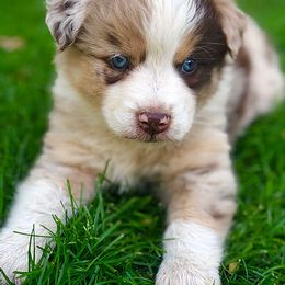 Australian Shepherd Puppies from Frying Pan Ranch Australian Shepherds