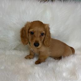 PetieJr - Red male Dachshund puppy in Middleboro, Massachusetts from Eastern Juniper Dachshunds