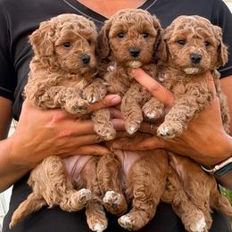 Poodle Puppies from Sarah Lobbestael