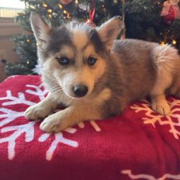 Panda - Black and white female Pomsky puppy in Bucyrus, Missouri from Hill Top Pomskies