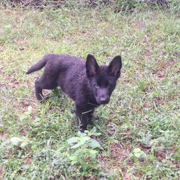 Iris vom LegendLand - Black female German Shepherd puppy in Hillsborough County, Florida from Vom Legend Land